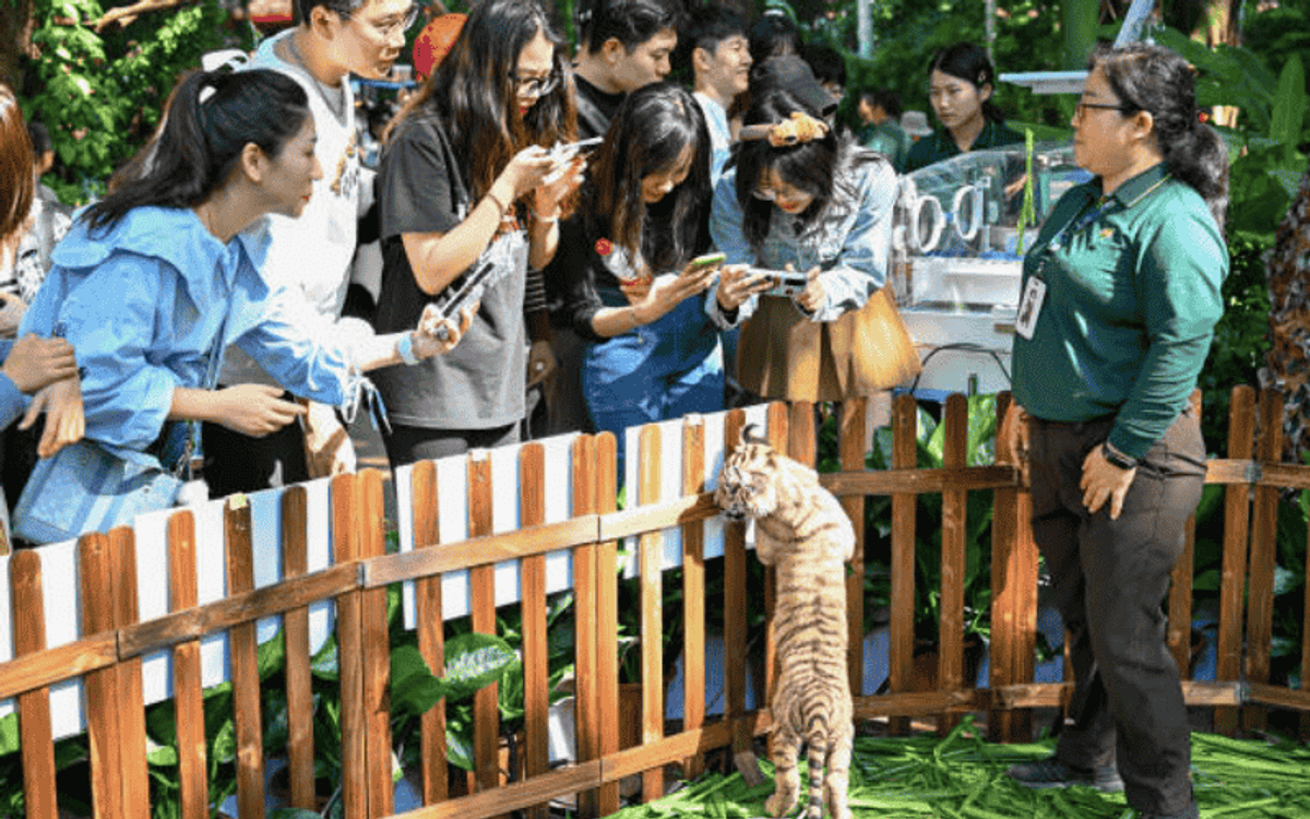 CẨM NANG ĐI CÔNG VIÊN SAFARI CHIMELONG CHI TIẾT NHẤT