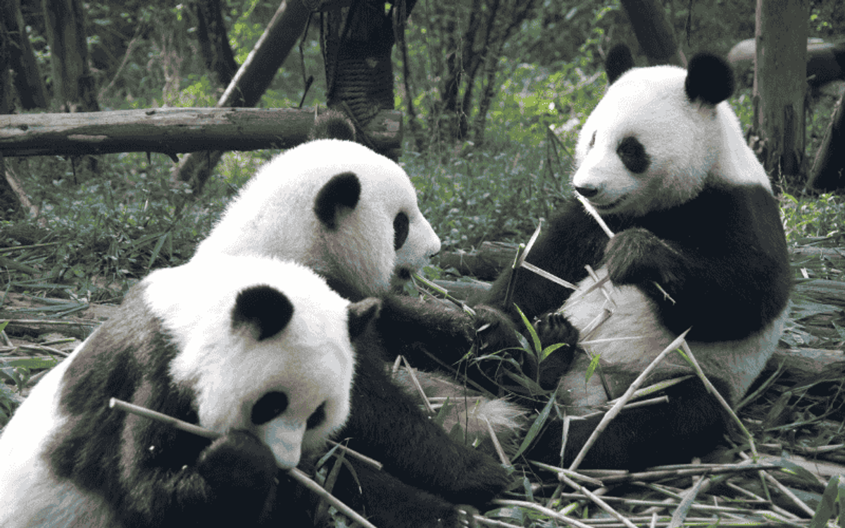 CẨM NANG ĐI CÔNG VIÊN SAFARI CHIMELONG CHI TIẾT NHẤT
