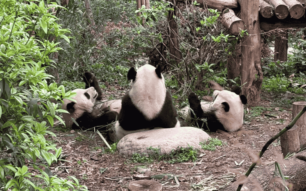 CƠ SỞ GẤU TRÚC THÀNH ĐÔ: BÍ KÍP TỐI ƯU CHUYẾN ĐI CÙNG LAIMI