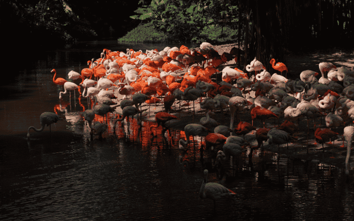 CẨM NANG ĐI CÔNG VIÊN SAFARI CHIMELONG CHI TIẾT NHẤT