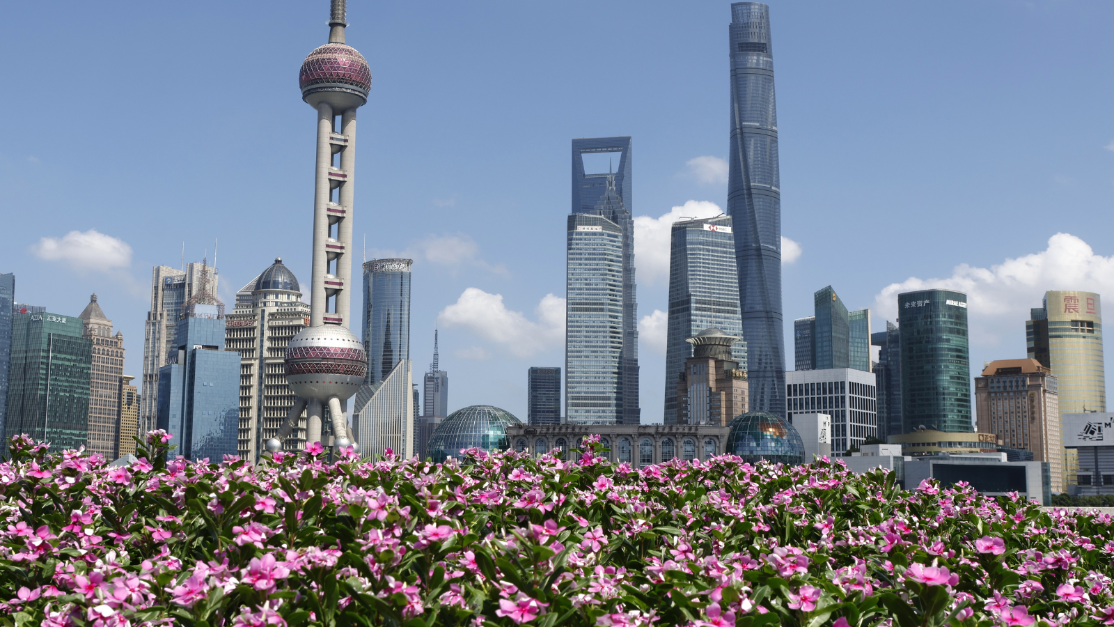 Kinh nghiệm du lịch Thượng Hải Mùa Xuân cho người đi lần đầu: Trọn bộ A-Z và Lịch trình!