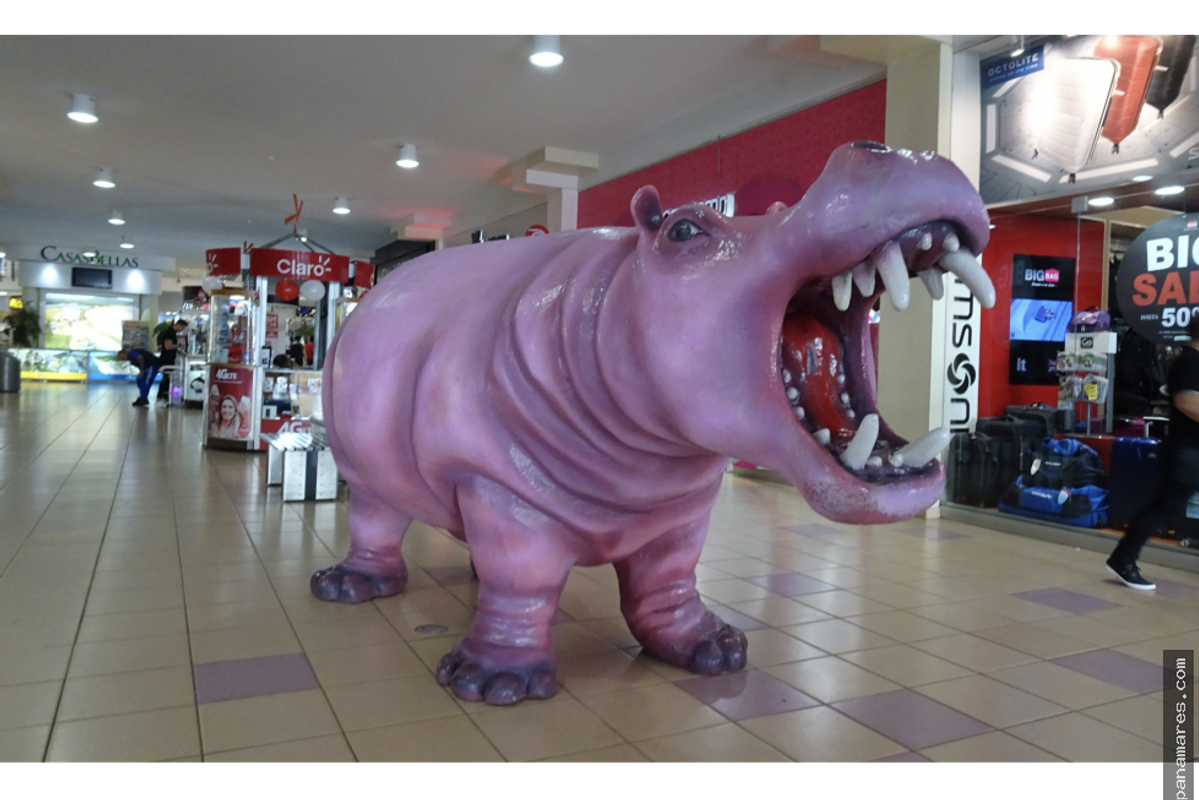 Ganga! Local En Albrook Mall – Pasillo Del Hipopótamo — Local en Venta