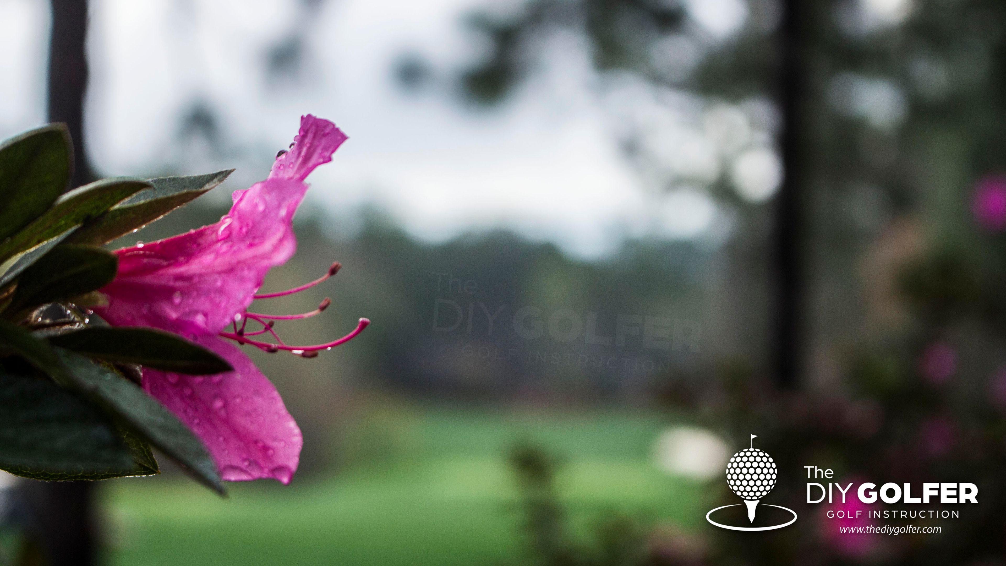Golf Course Photo: Azalea Blurry Background
