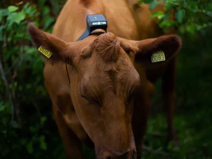 Vi lager smarte GPS-halsbånd for gårdsdyr, for gjerdeløs beiting og bedre dyrehelse. Bli med oss på en kul reise!