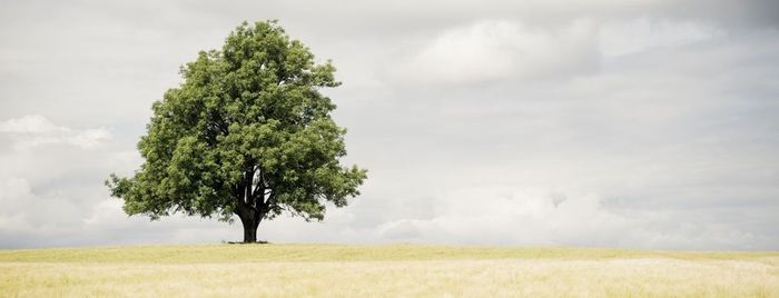 Vi søker senior utvikler til "Norges beste" boliglånsløsning