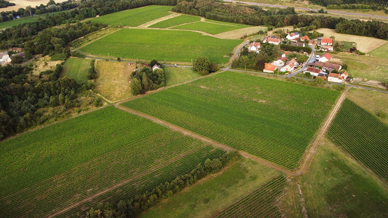 Vue aérienne du vignoble du Domaine Mandard