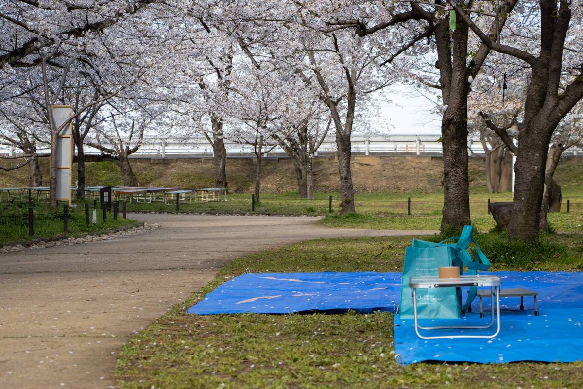 A park with blooming cherry blossom trees, a blue tarp, and a small picnic table on the grass.