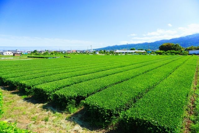 Ashigara Tea specialty food