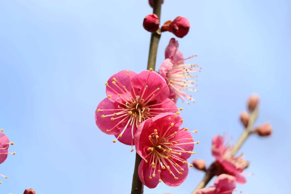 Vibrant pink plum blossoms on a branch against a clear blue sky.