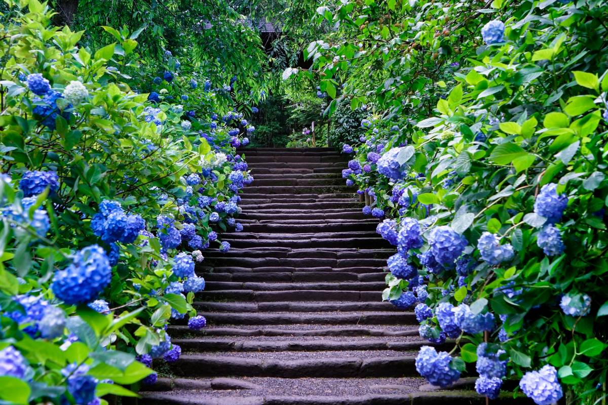 A stone staircase winds upwards, flanked by lush blue hydrangeas and green foliage.