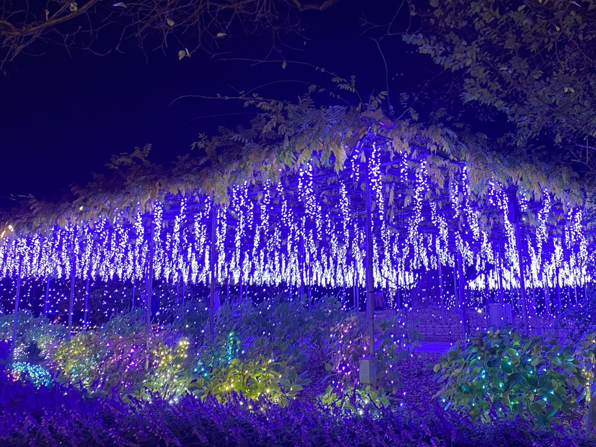 A dark garden at night, illuminated by a long canopy of cascading blue lights and colorful lights on lower shrubs.