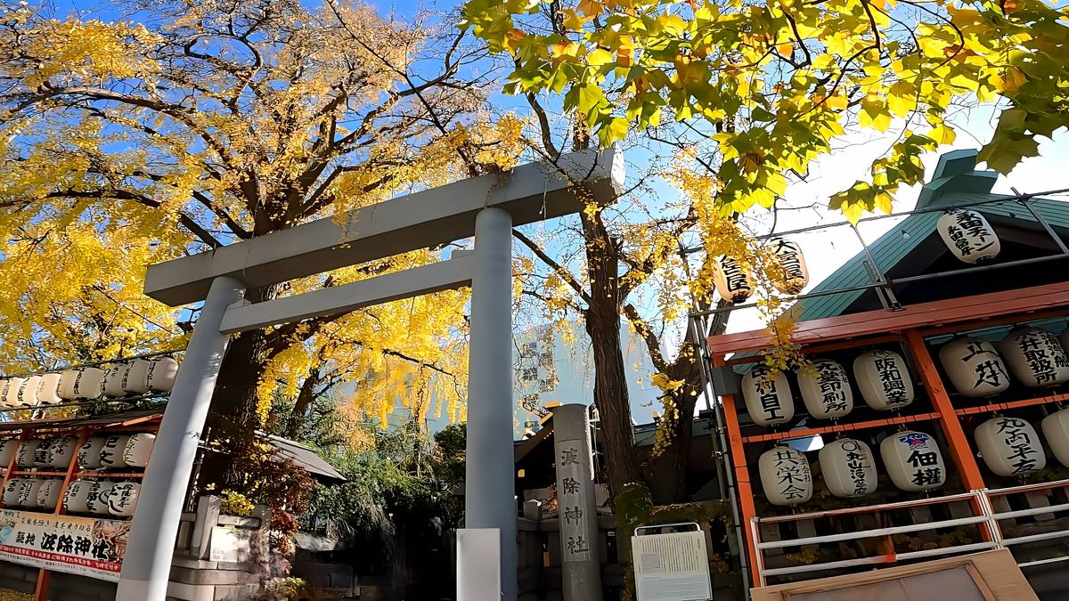 A grey torii gate stands before vibrant yellow ginkgo trees and white lanterns.