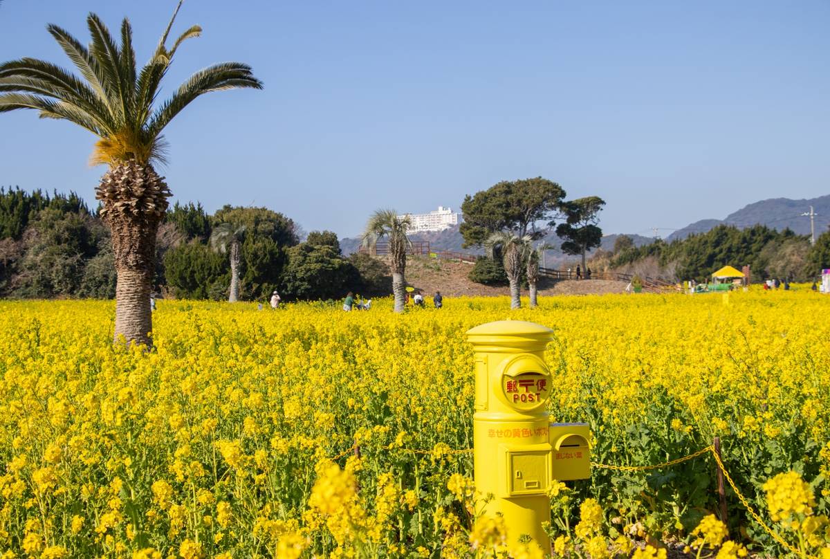 A bright yellow Japanese post box sits amidst a field of blooming yellow flowers, with palm trees under a clear blue sky.