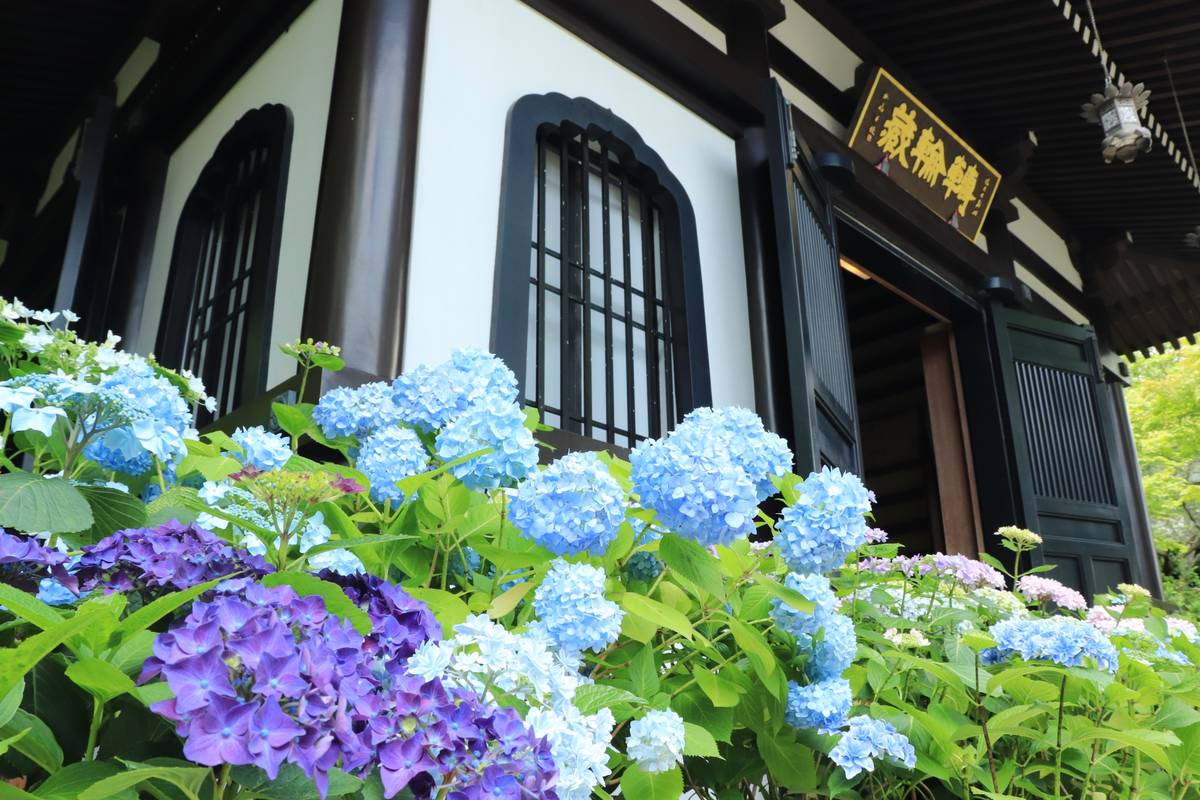 Blue and purple hydrangeas bloom in front of a traditional Japanese building with dark wood accents.