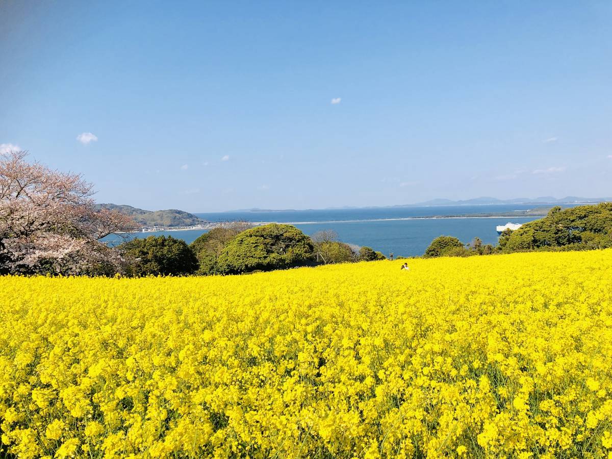 A bright yellow canola field under a clear blue sky, with a calm sea and distant land, and a cherry blossom tree to the left.