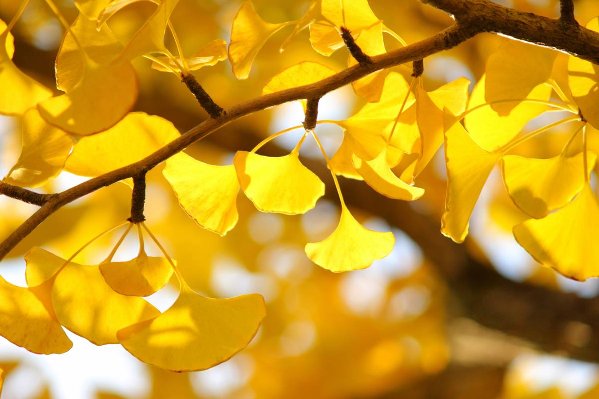 Golden ginkgo leaves on a branch.