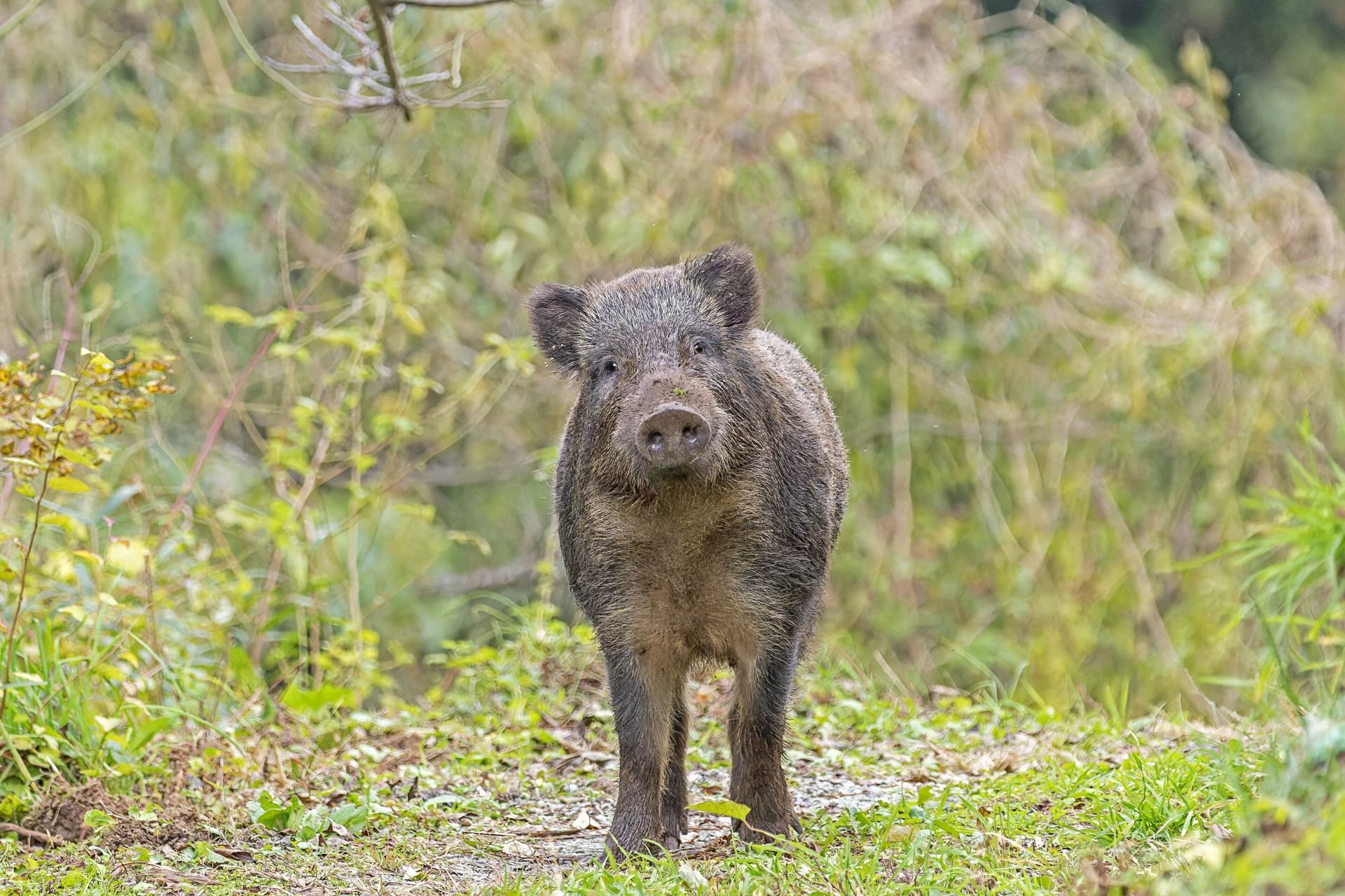 A wild boar stands on a dirt path, looking at the camera.