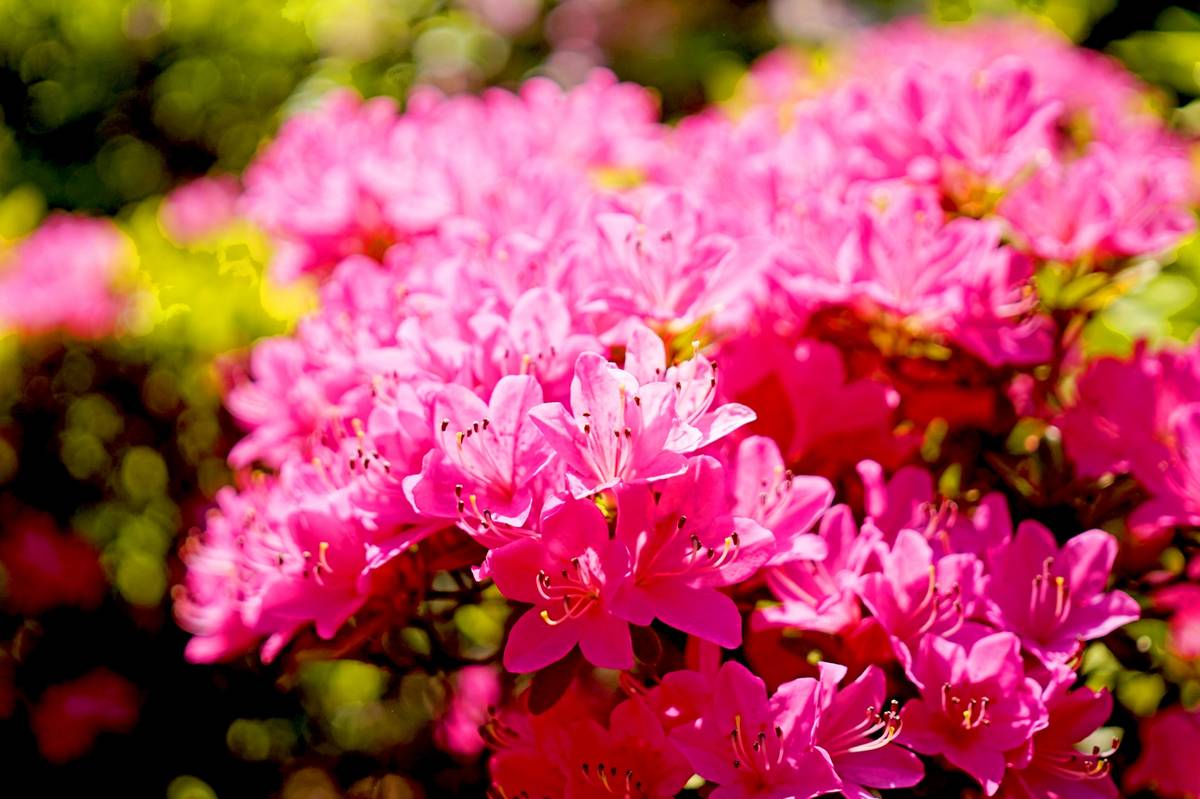 Vibrant pink azalea flowers in full bloom.