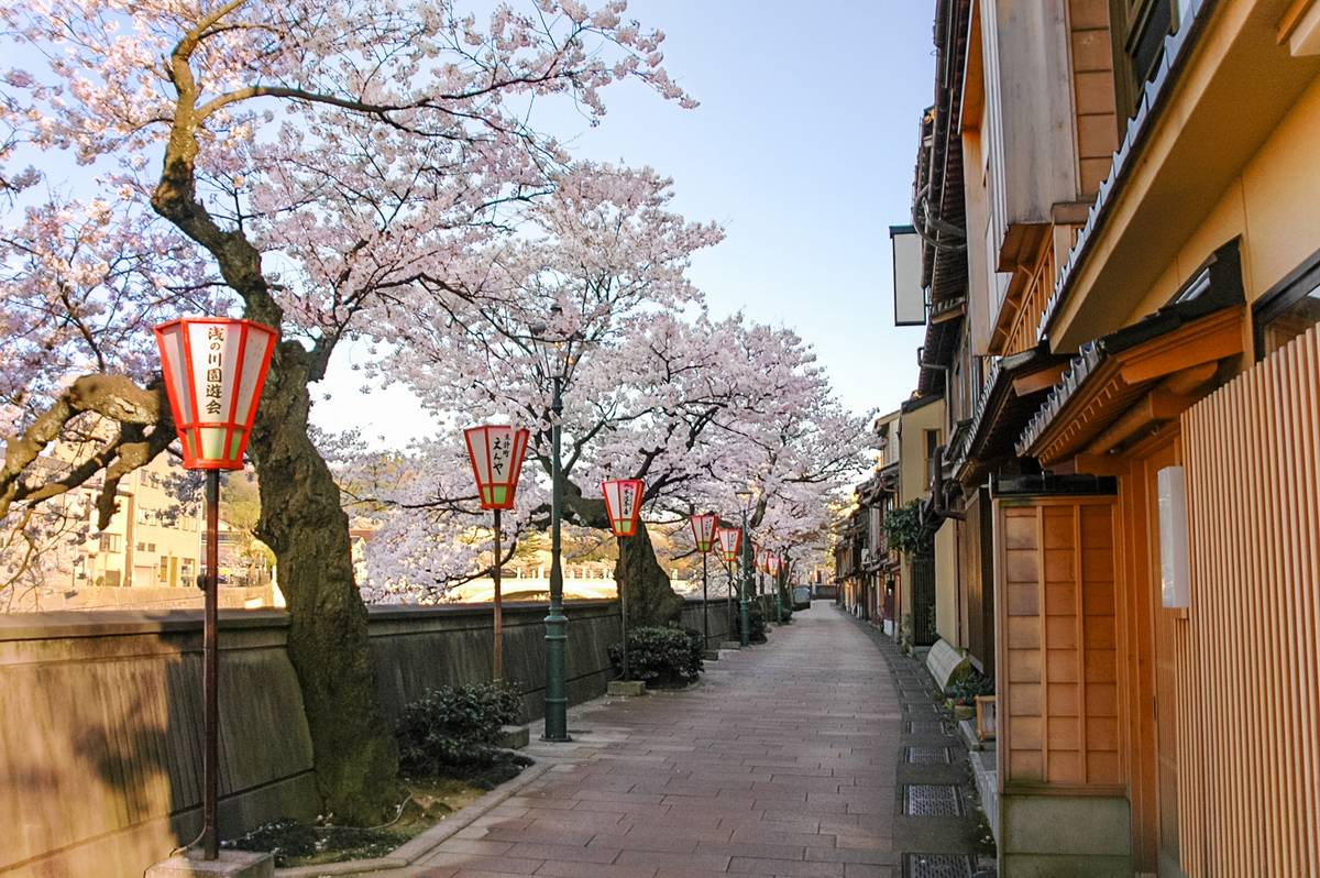 A scenic Japanese street lined with cherry blossom trees, traditional lanterns, and wooden buildings.