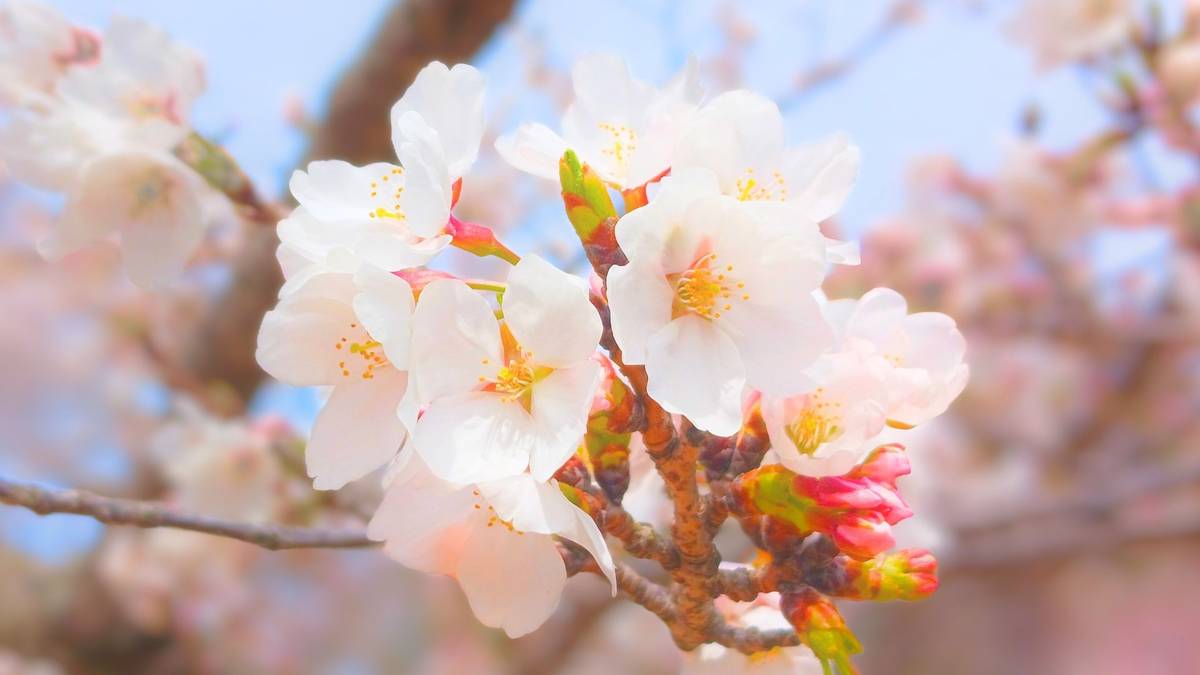 White cherry blossoms and pink buds on a branch.