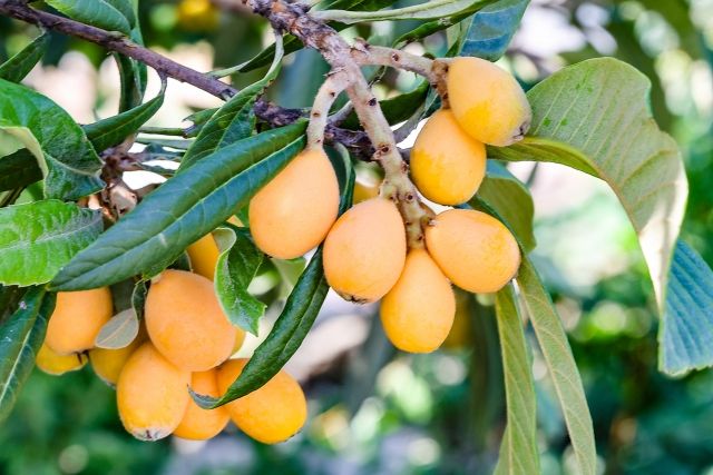 Loquats specialty food
