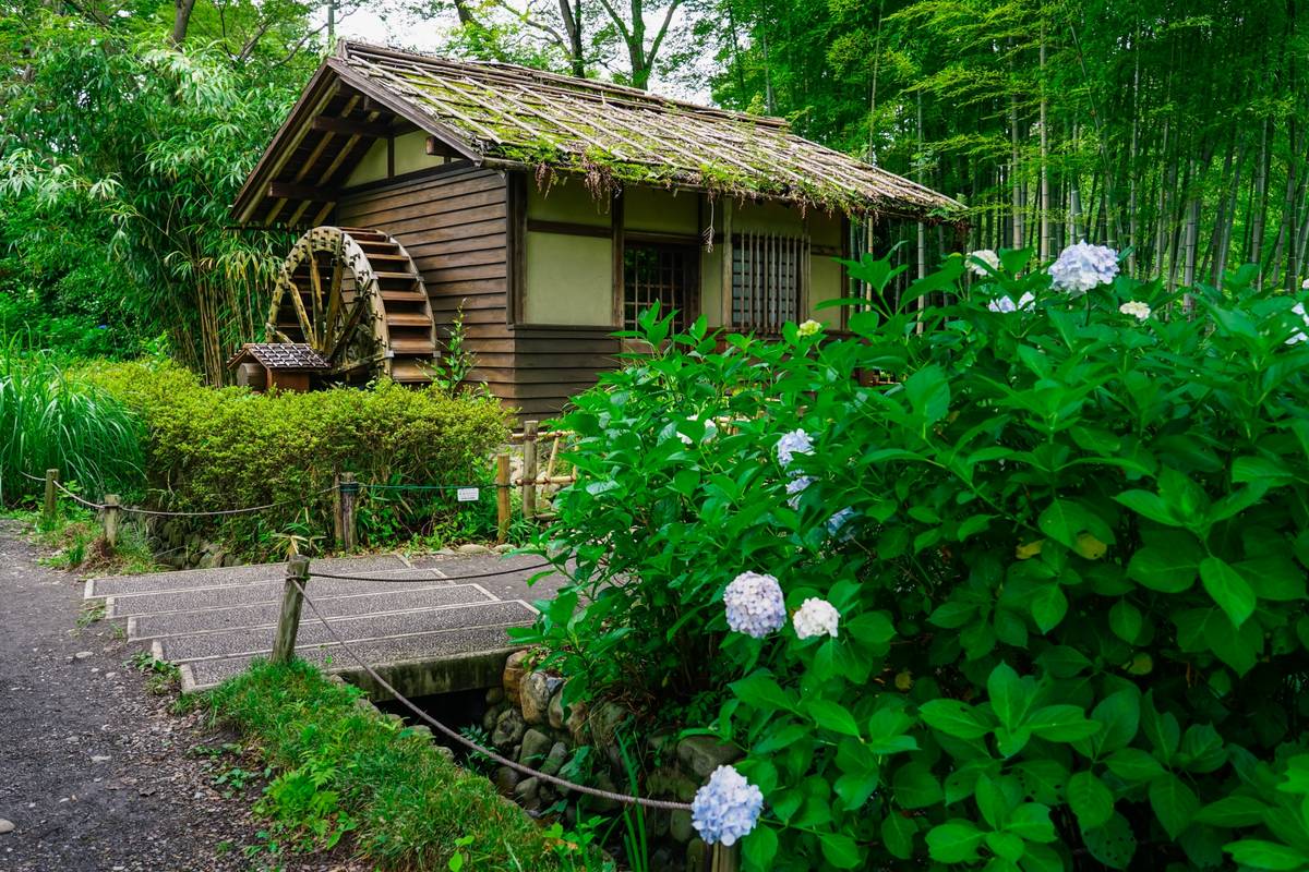 A traditional wooden house with a waterwheel, surrounded by bamboo trees and hydrangeas.