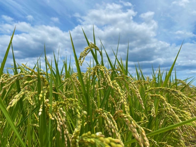 Sagabiyori Rice