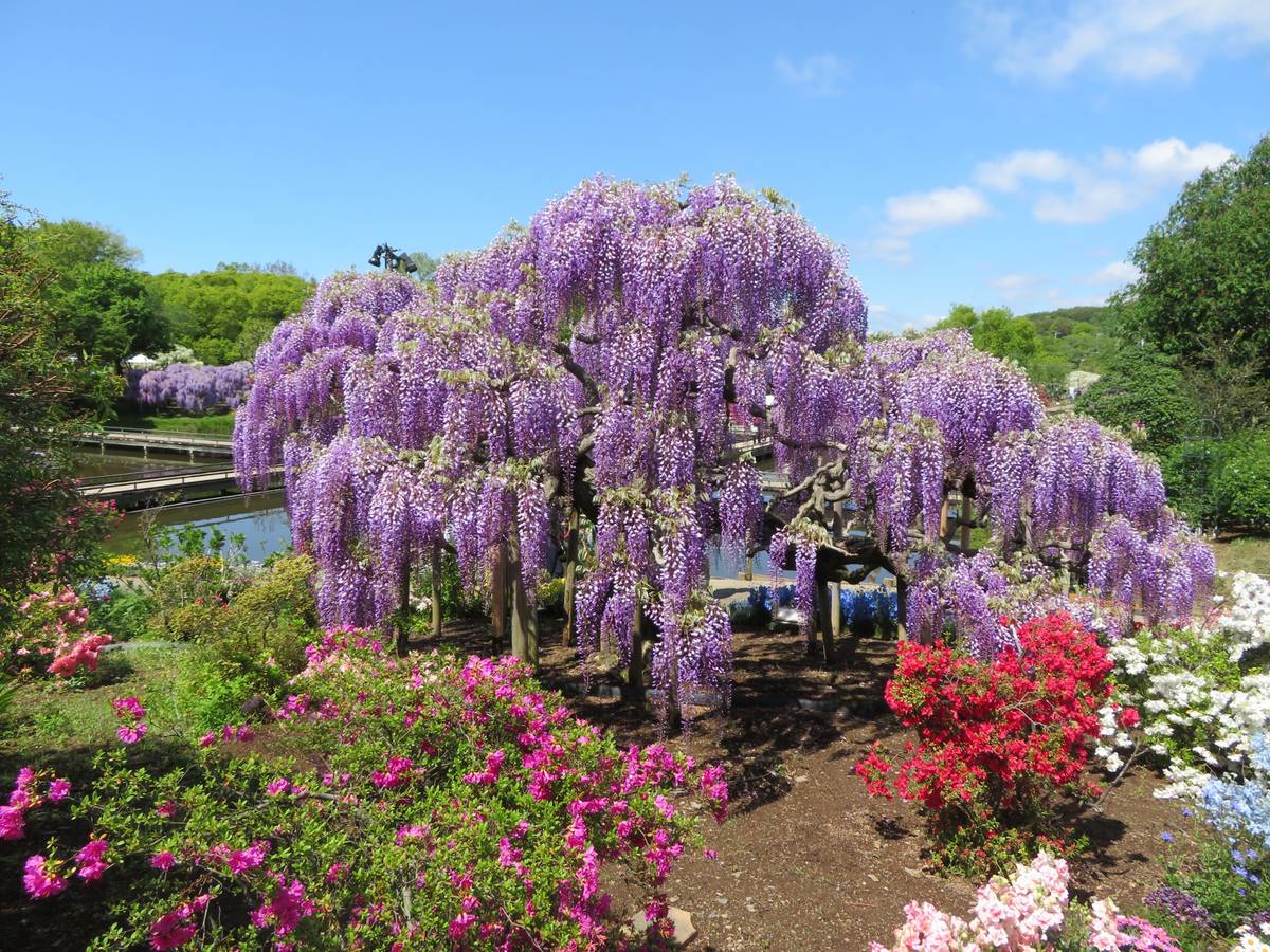 A large purple wisteria tree with cascading blooms in a vibrant garden.