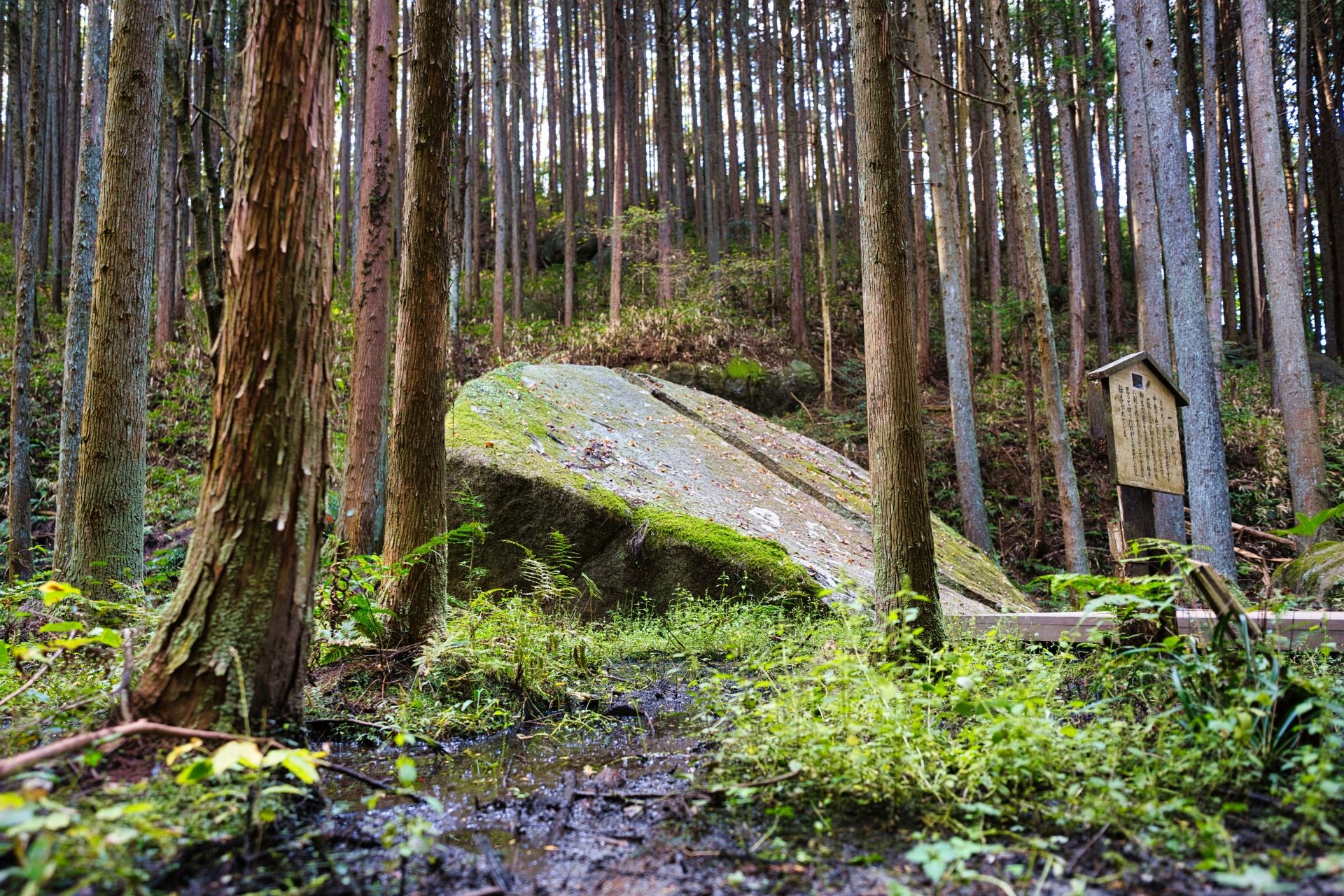 A dense forest with tall trees, a large moss-covered rock, and a small wooden shrine.