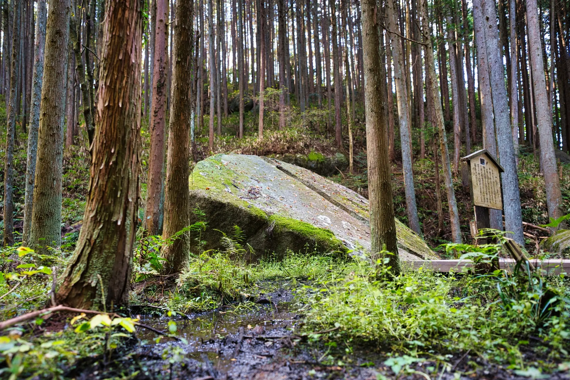 A dense forest with tall trees, a large moss-covered rock, and a small wooden shrine.
