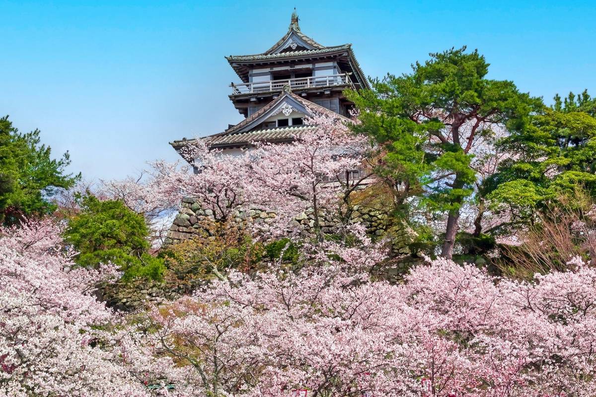 A Japanese castle stands on a hill surrounded by numerous pink cherry blossom trees.