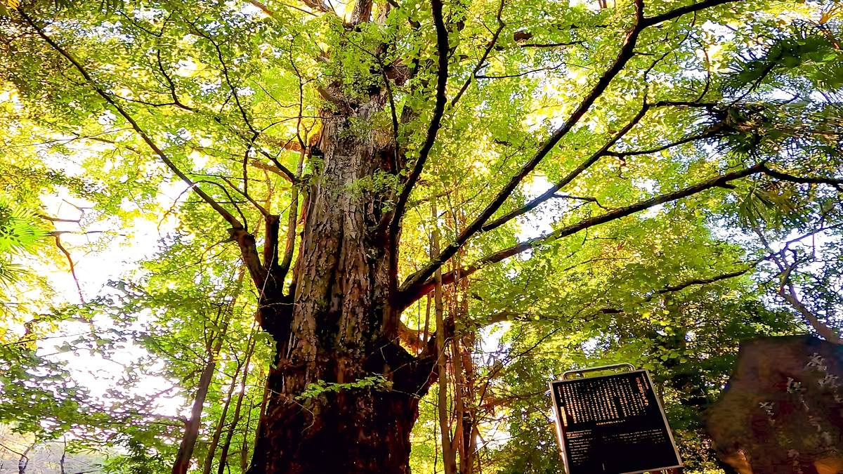 Low-angle view of a giant tree with a thick trunk and sunlit green canopy.