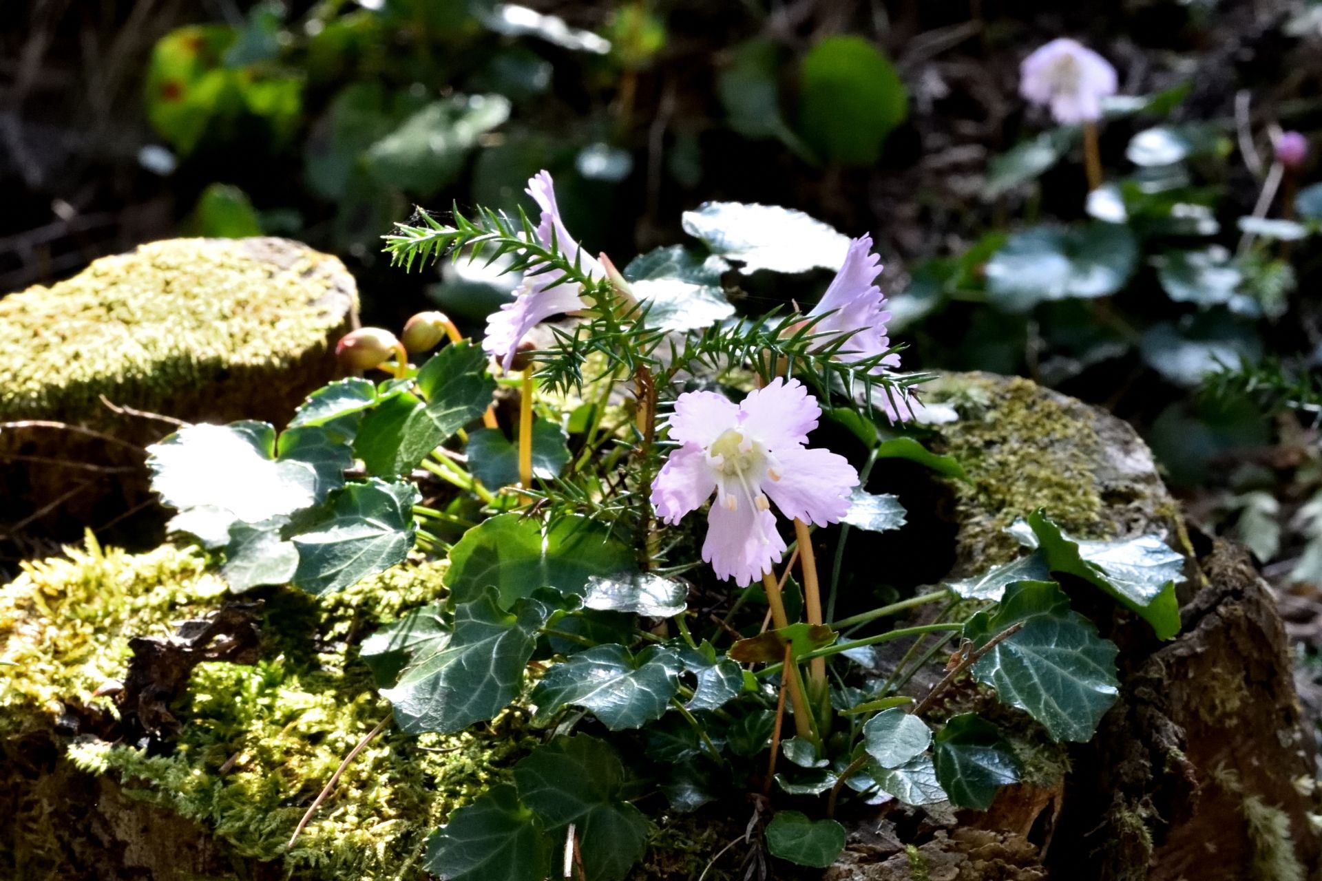 Pale pink wildflowers with green leaves growing on moss.
