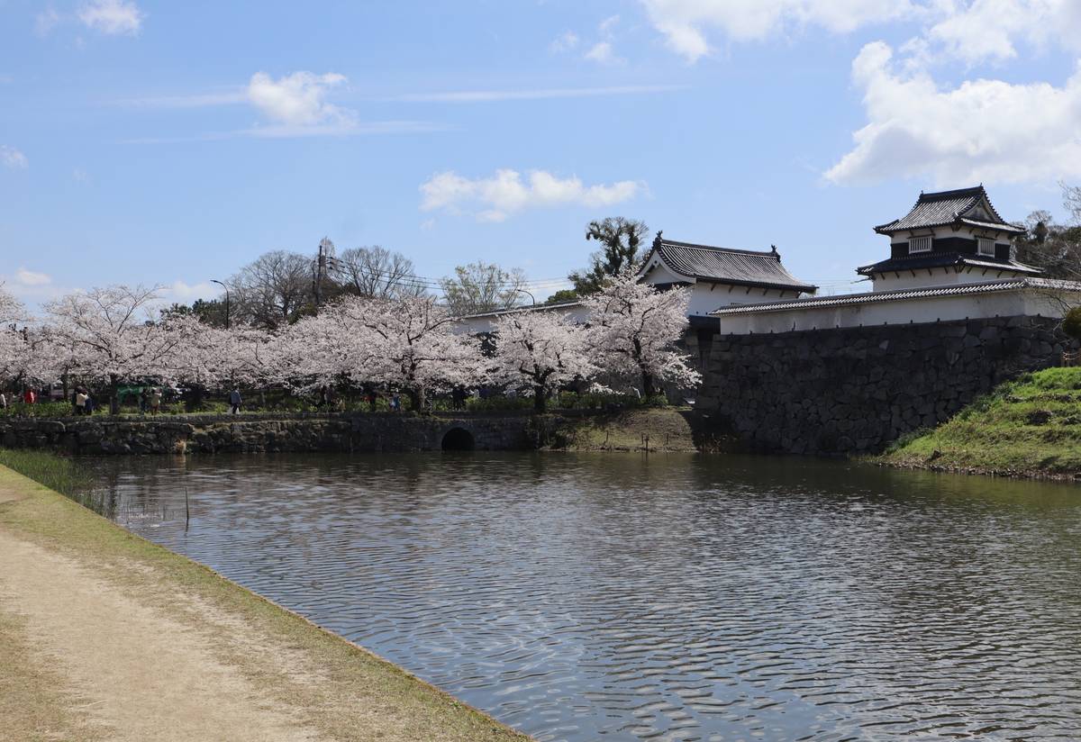 A castle moat lined with cherry blossom trees under a blue sky.