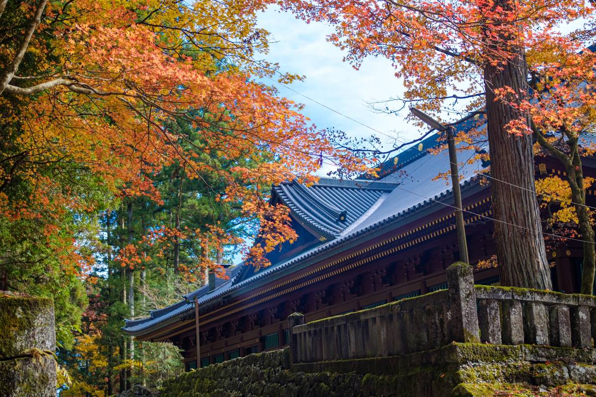 A Japanese temple with a dark roof surrounded by vibrant orange autumn leaves and a stone wall.
