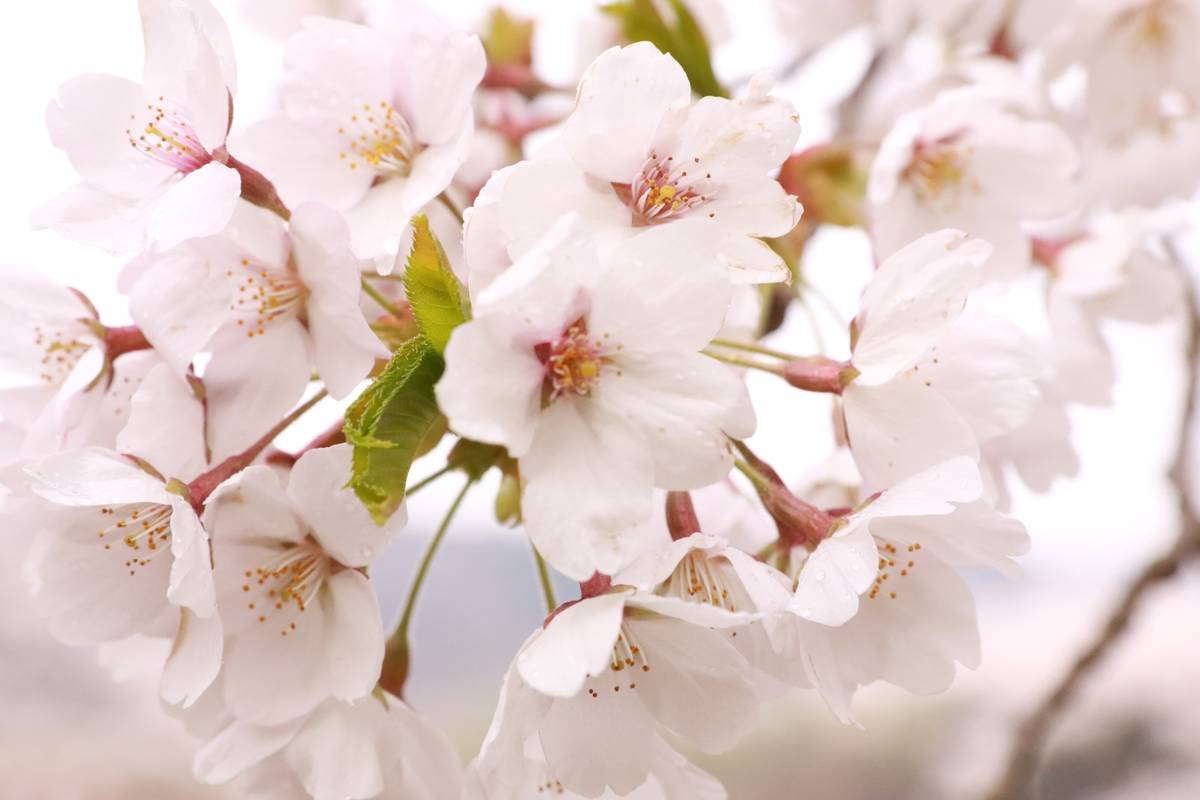 A close-up of pale pink cherry blossoms with a few green leaves.