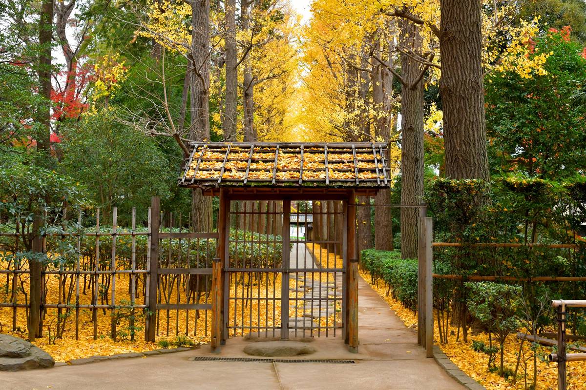 A traditional wooden gate covered in yellow ginkgo leaves, opening to a path lined by tall ginkgo trees in autumn.