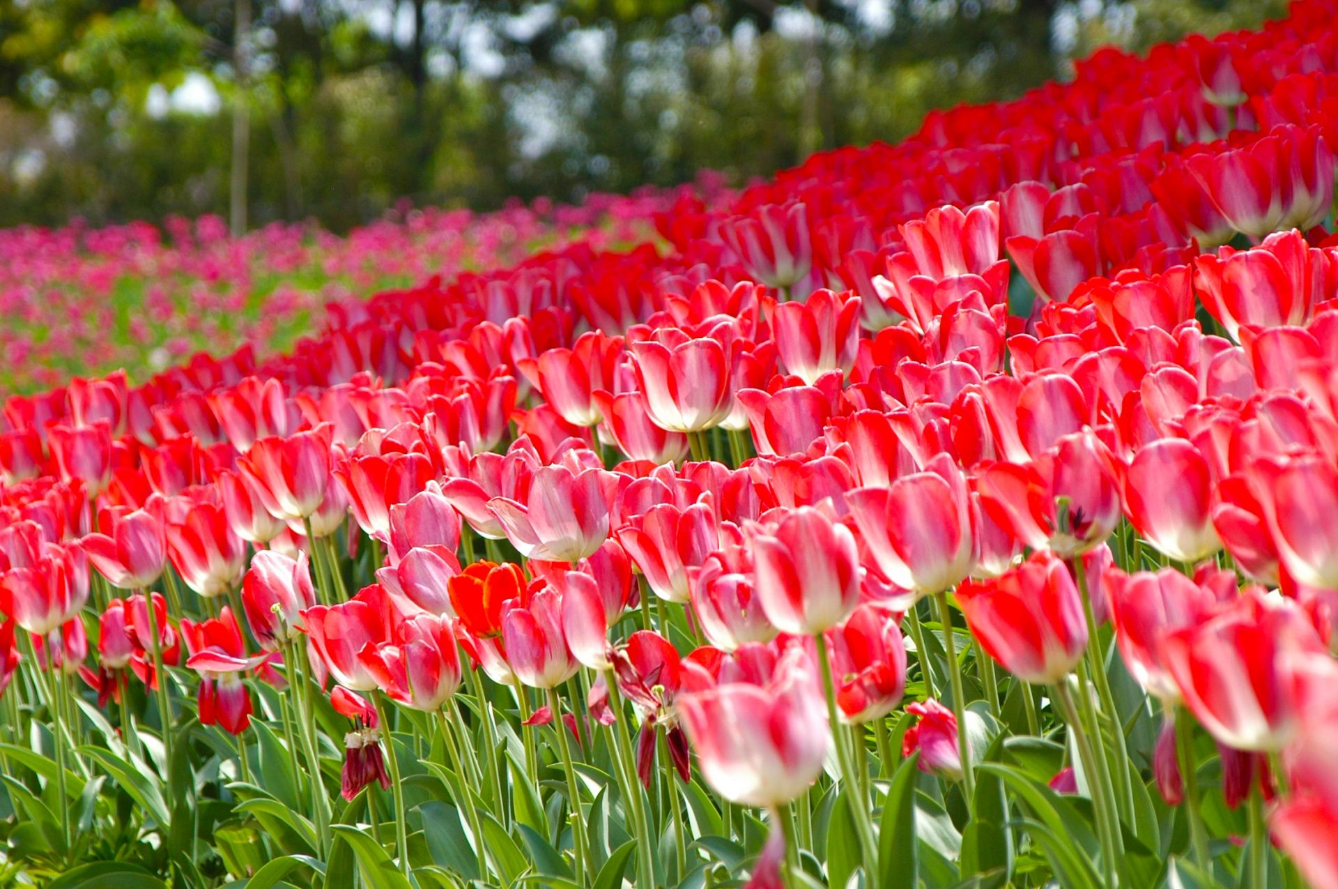 A vast field of vibrant red and white tulips under sunlight.
