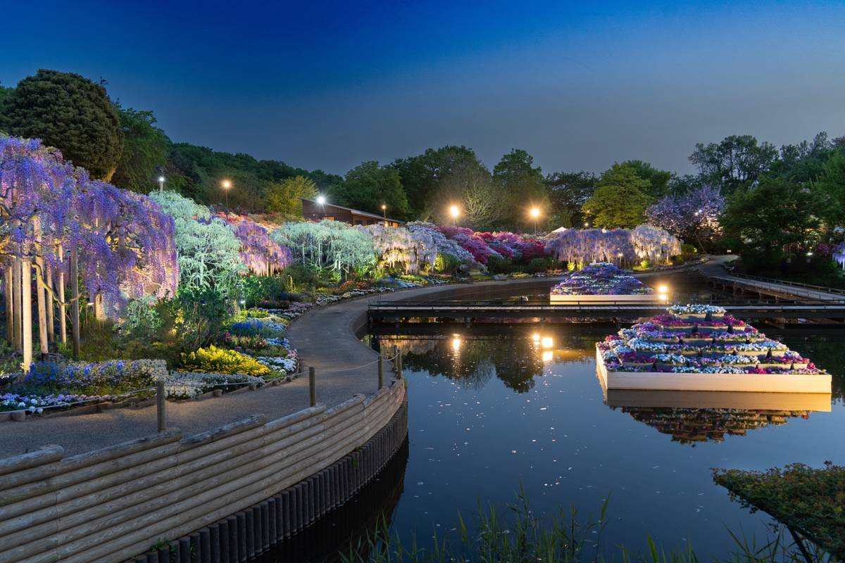 Nighttime view of a vibrant garden with illuminated wisteria trees, a winding path