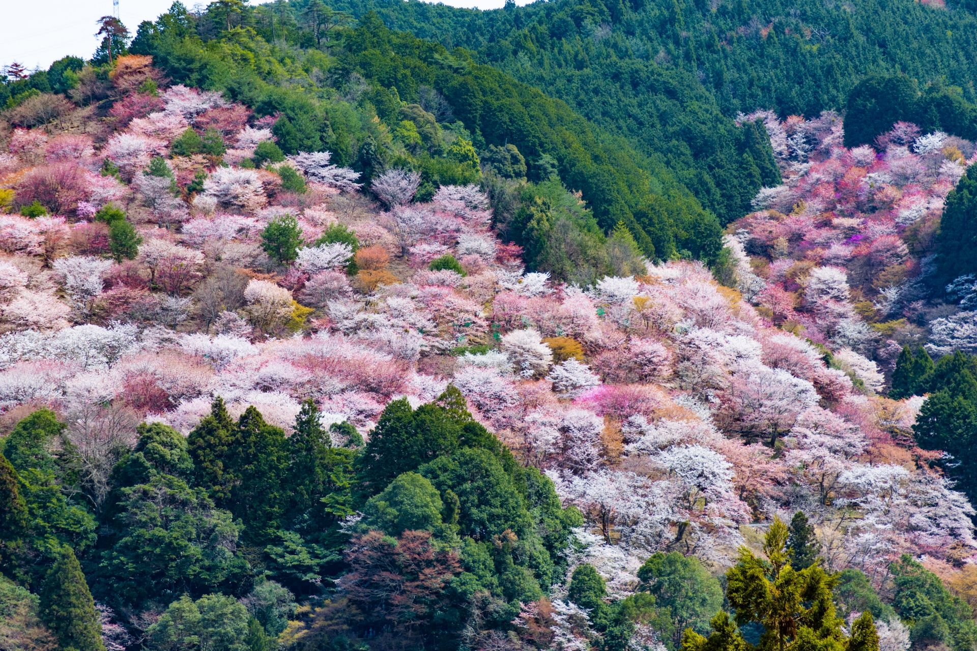 Mount Yoshino