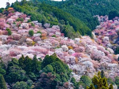 Mount Yoshino