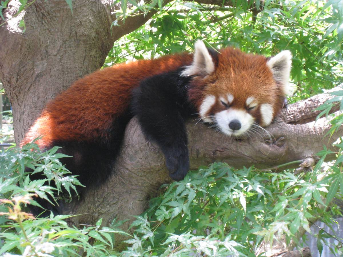 A red panda sleeps soundly on a tree branch, surrounded by green leaves.