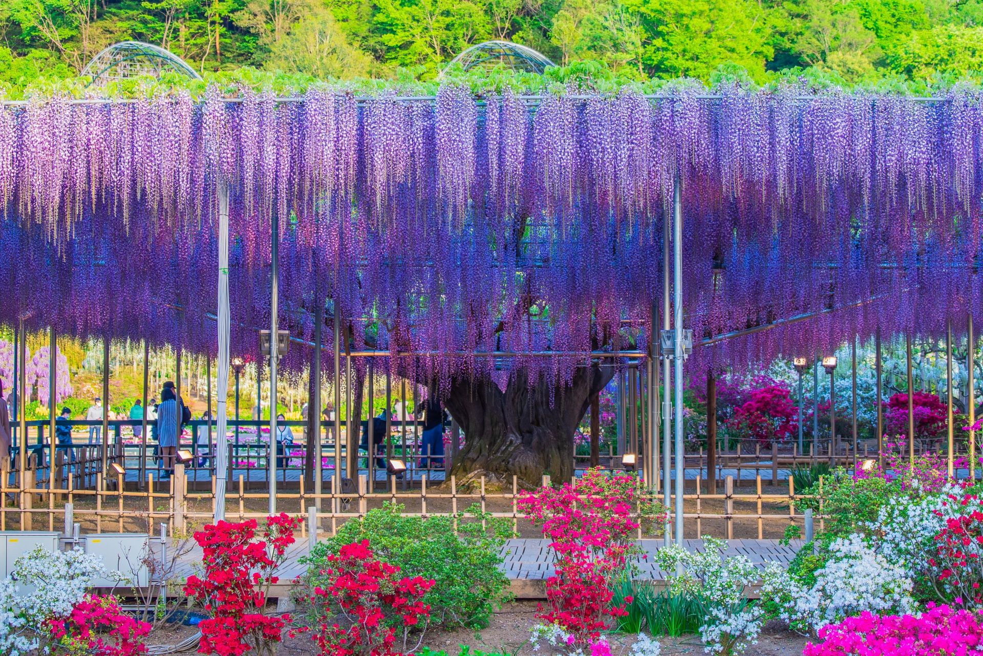 A massive wisteria tree with a canopy of cascading purple flowers, people walking underneath