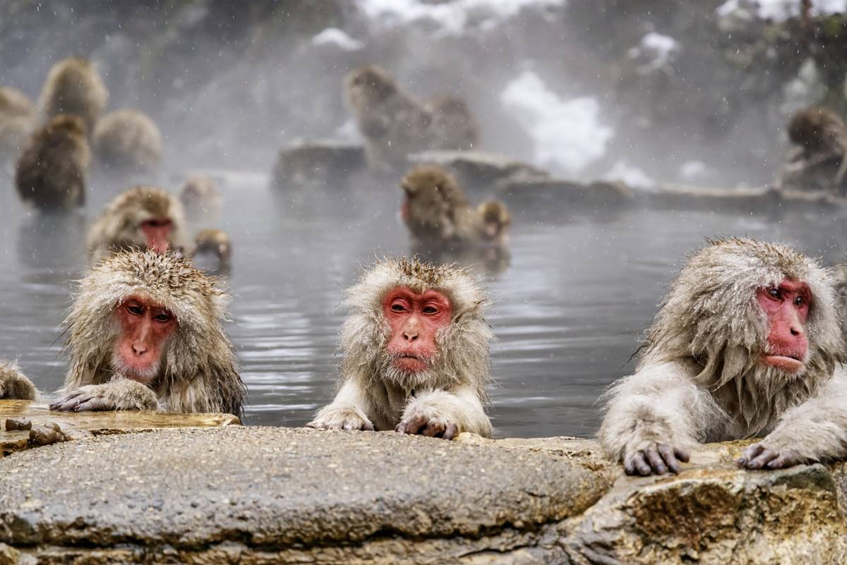 Japanese snow monkeys with red faces soaking in a steaming hot spring.