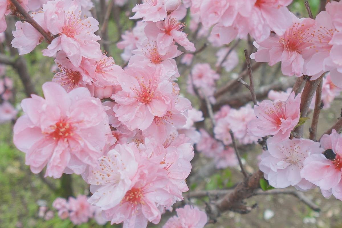 Close-up of delicate light pink blossoms on branches.