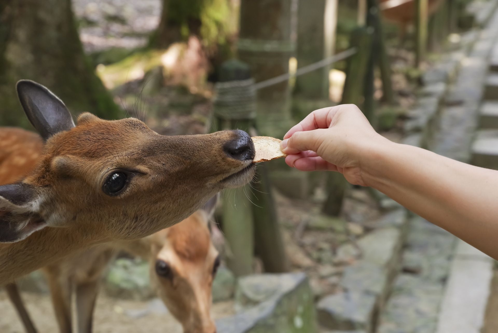 A person's hand feeding a cracker to a deer.