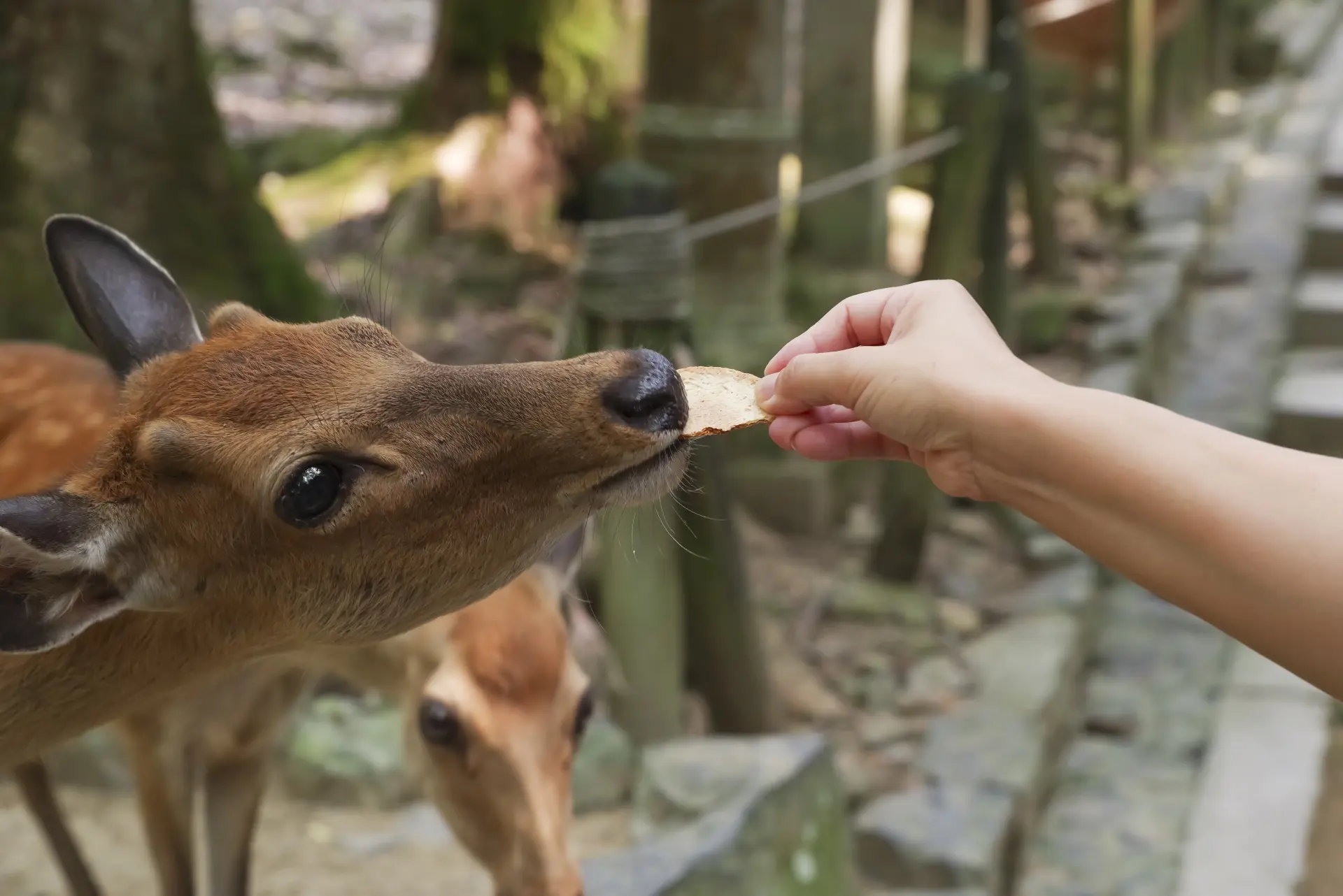 A person's hand feeding a cracker to a deer.