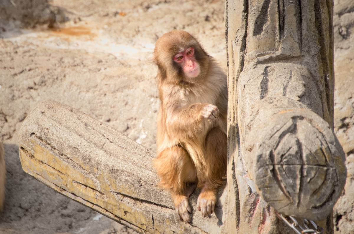 A light brown monkey with a reddish face sits on a log next to a concrete tree trunk.