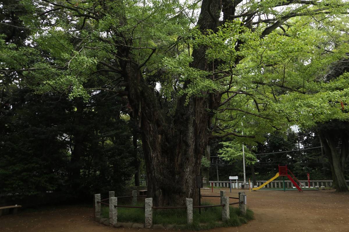 A massive ginkgo tree with a gnarled trunk and green leaves stands beside a playground with a slide.