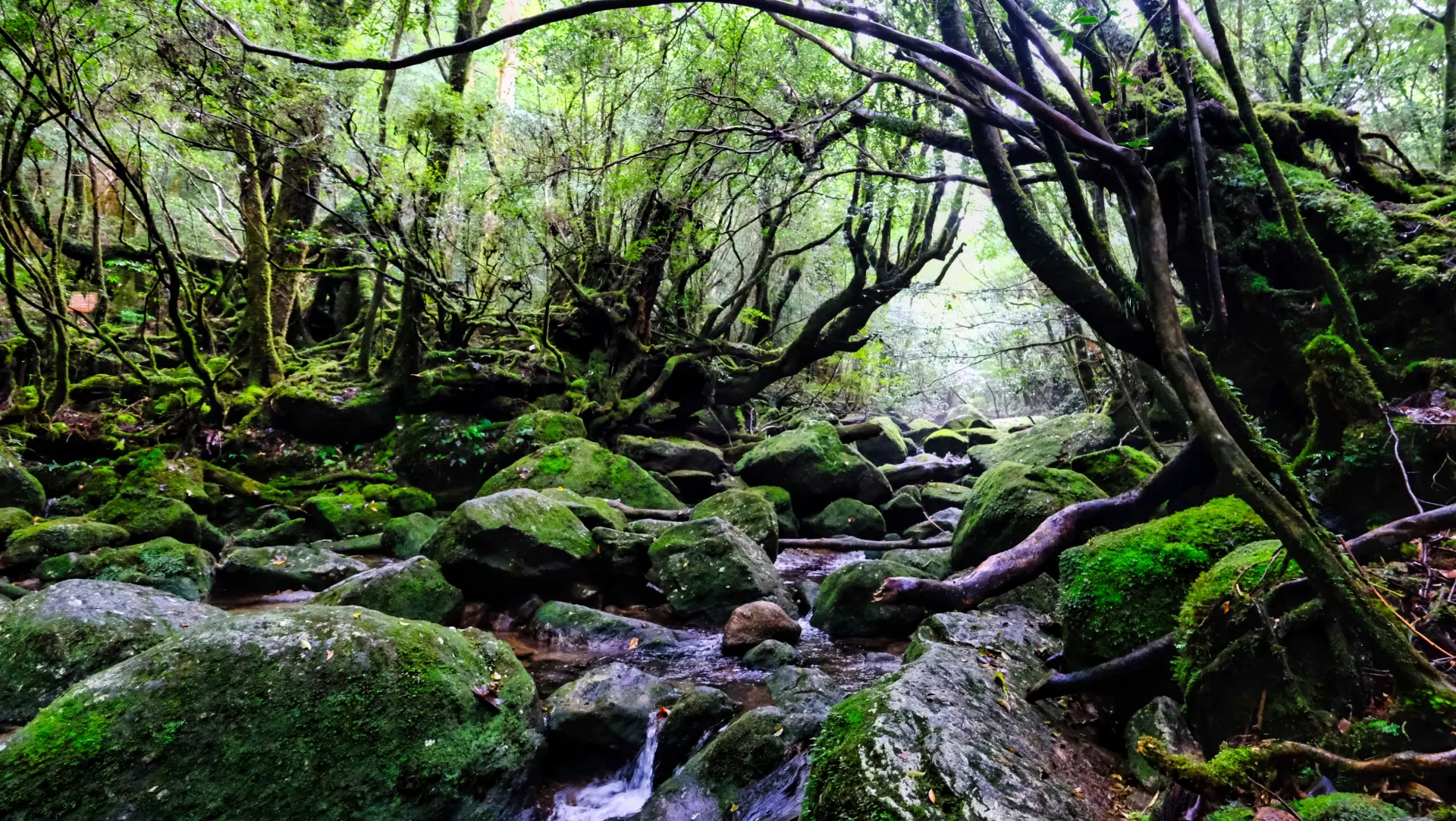 A lush, moss-covered forest with a stream flowing over large, green rocks and gnarled trees.